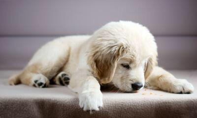 GoldenDogs_'s tweet image. #GoldenRetriever #GoldenDogs