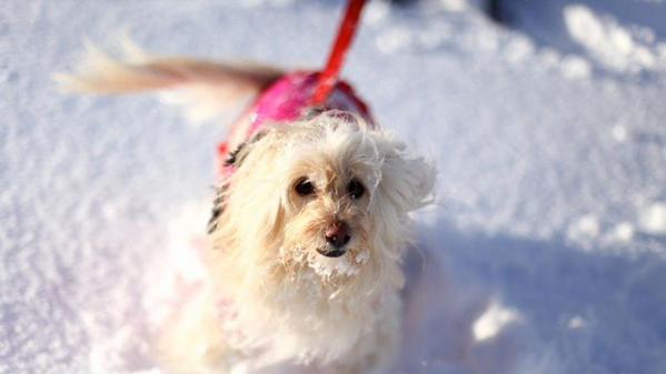 T13's tweet photo. ¿Cómo proteger a tu perro del frío? » http://t.co/aD8VN7gmXy http://t.co/Q8MVs1324k