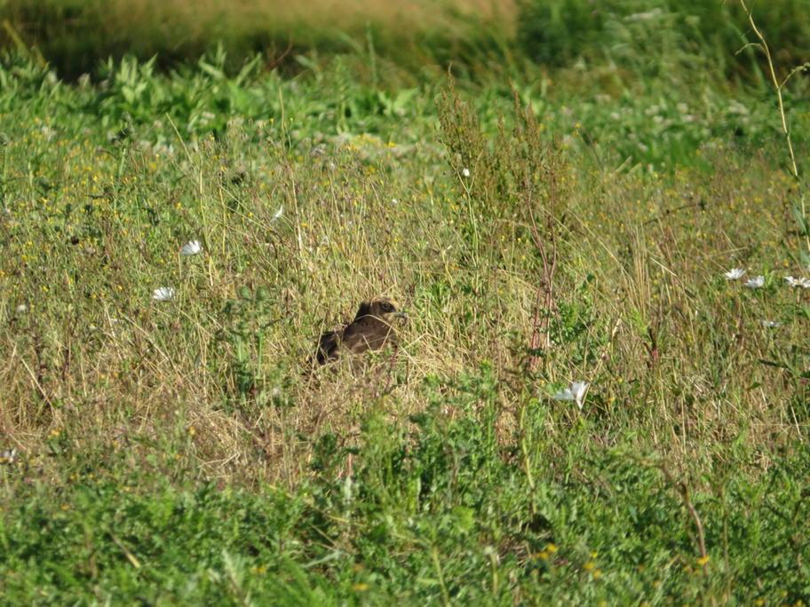 RushwoodRock's tweet photo. Bruine Kiekendief speelt verstoppertje in de #bieschbos @waarneming http://t.co/gSAKNVW04g