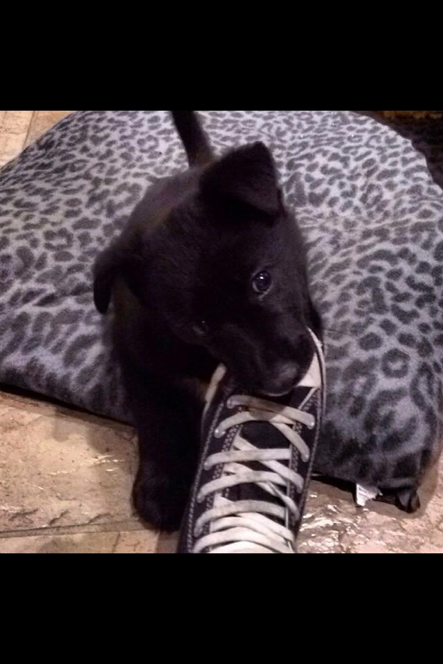 AlexForster96's tweet image. I want him 🐶🐶🐶🐶 @RKneafsey