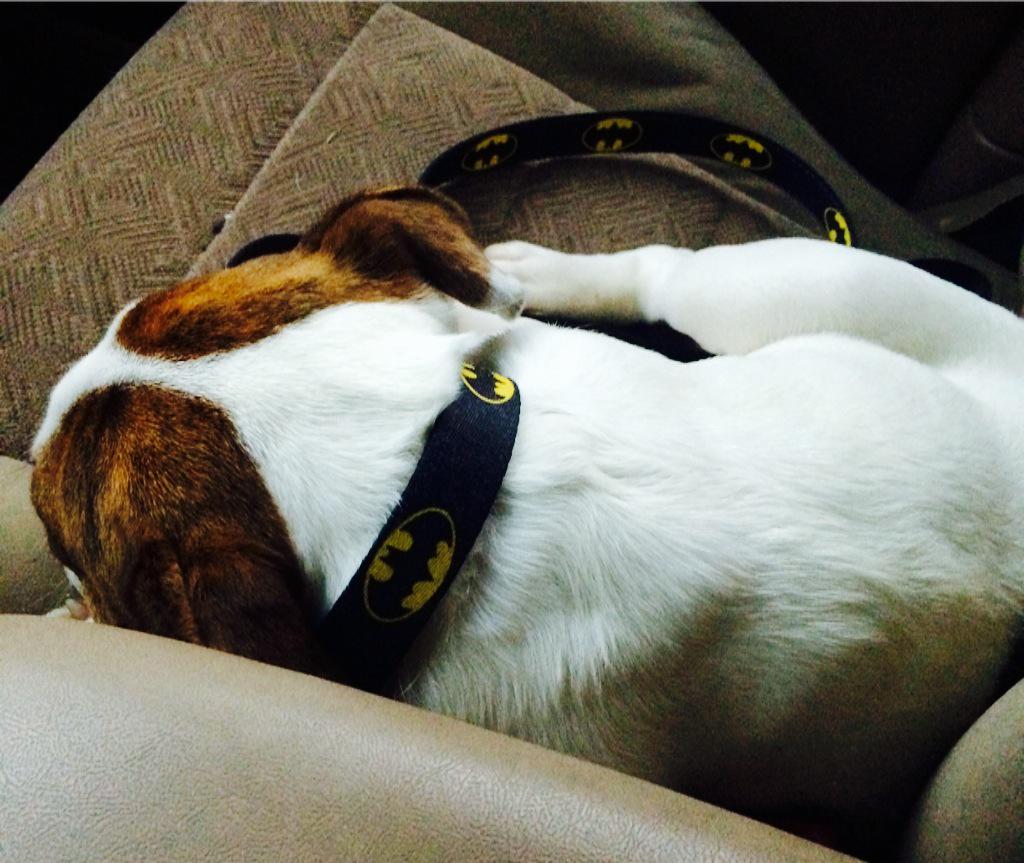 Kev_Emo's tweet photo. It's tiring work being pet and adored all day. #SimonLife #Bulldogs #WhoRescuedWho @BestofBulldogs http://t.co/zuD7fZUxNK