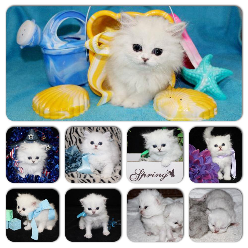 catscreationFL's tweet photo. Love this submitted by a happy new "Kitty Mom" of CatsCreation! http://t.co/mpe6MdMWvh