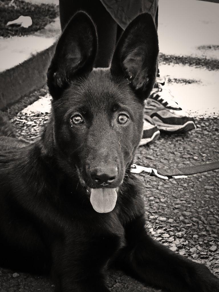WMP_Dog's tweet photo. Another young @WMPDogs puppy learning from the big dogs during #WMPDogs live #puptoPD http://t.co/2wEGZevMwN