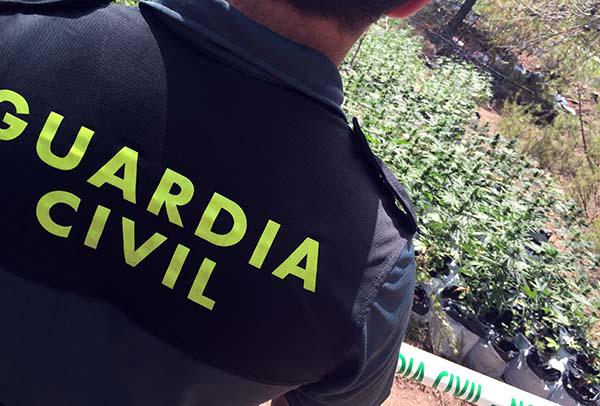 comarquesnord's tweet photo. La Guàrdia Civil de #Morella desmantella a #Sorita una macroplantació de marihuana
http://t.co/b8uOCYMMto
#infolocal http://t.co/vg22DIn5dF