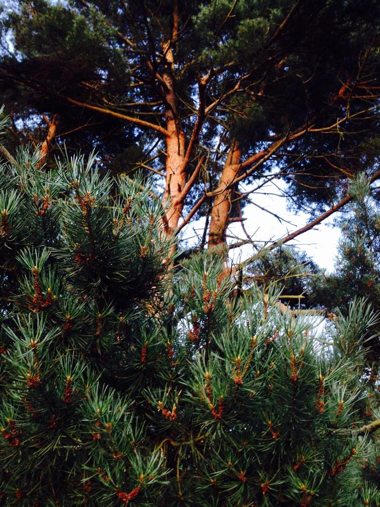RichardLaslett's tweet photo. Trees talk http://t.co/Ddcm1N9W29