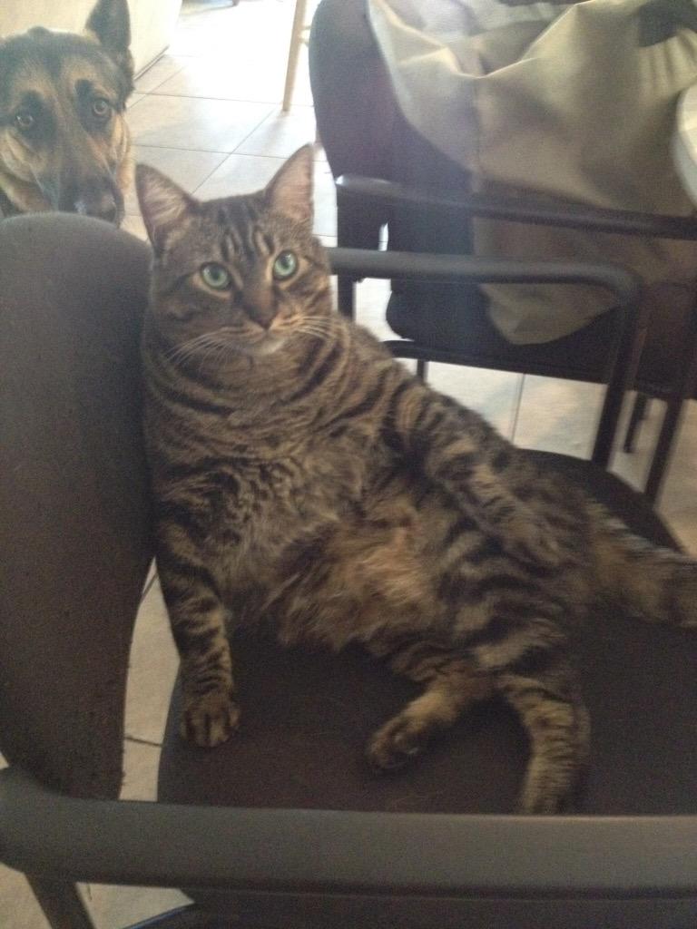 Really, cat? #kittyboy 😹