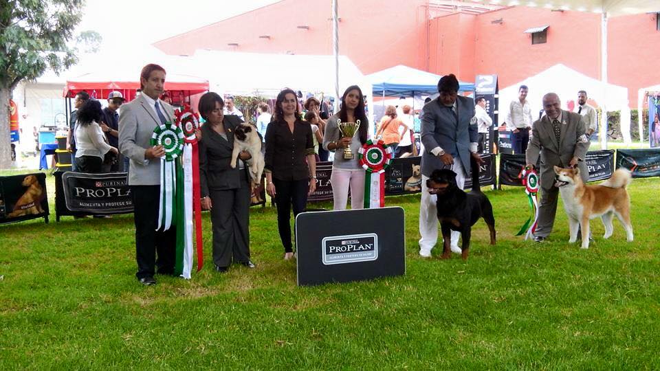 ExpoCanina's tweet photo. #Expocanina2015 Galindo #queretaro #Dogs http://t.co/Z09jN26cqy