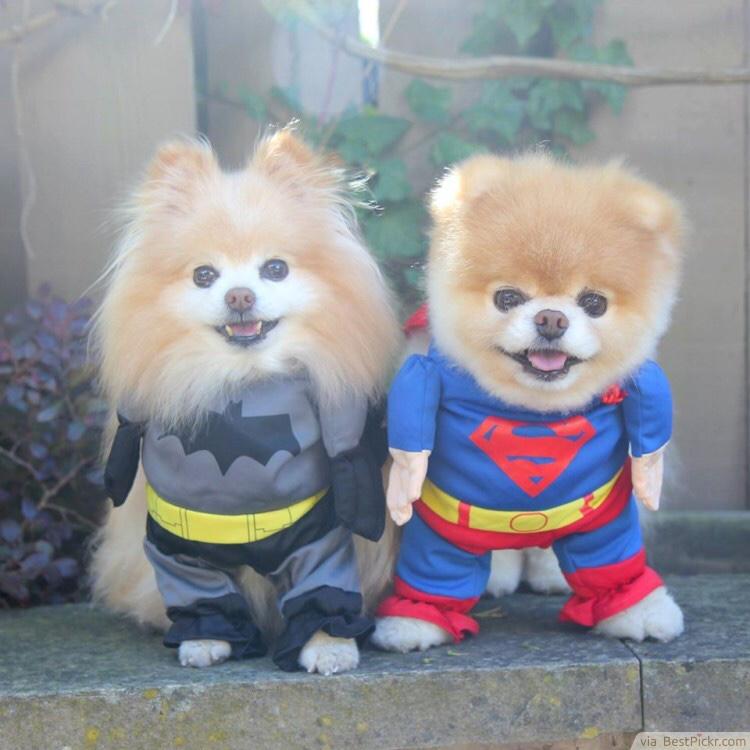doggoals's tweet photo. SUPER PUPPIES 💥💥 http://t.co/UUfLZbEhjI