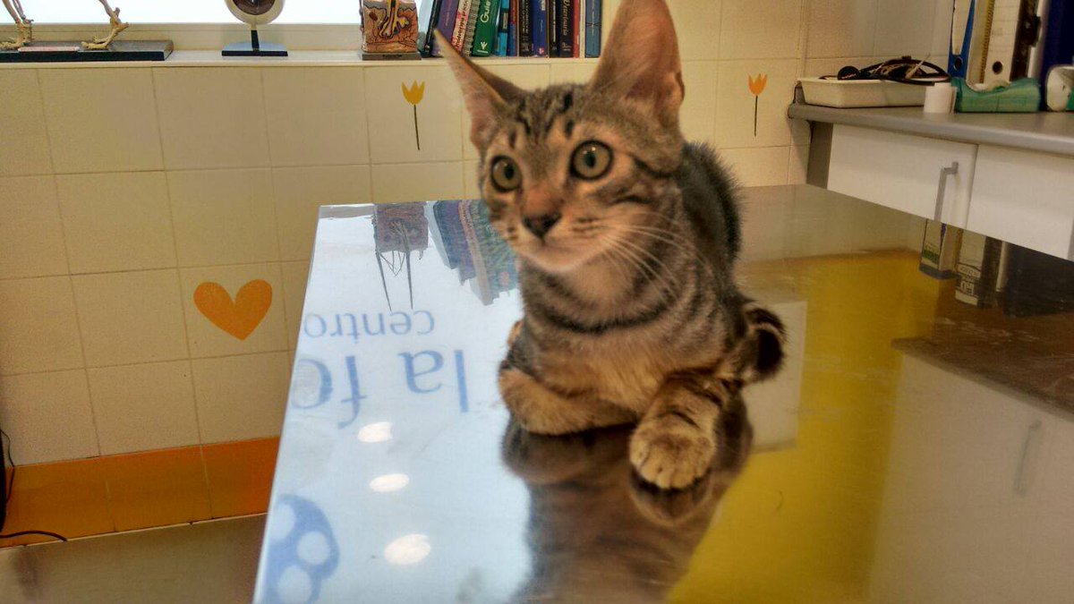 hakunamatatafa1's tweet photo. MADRID dos meses, lo tienen unos  niños, sus padres no les dejan, muy urgente, acogida o adopción contacto: 676022124 http://t.co/Rc0sbchvTk
