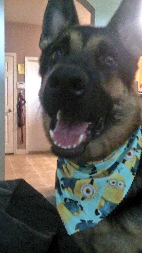 dragonmaster51's tweet photo. Look at the bandanna I got for my dog from work today http://t.co/U7RF86RSXW