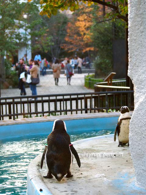 上野動物園 #ケープペンギン #ペンギンおしり祭り #お尻祭り #おチリ