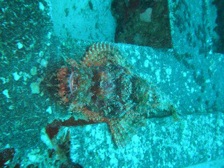 AlDiving tweet picture
