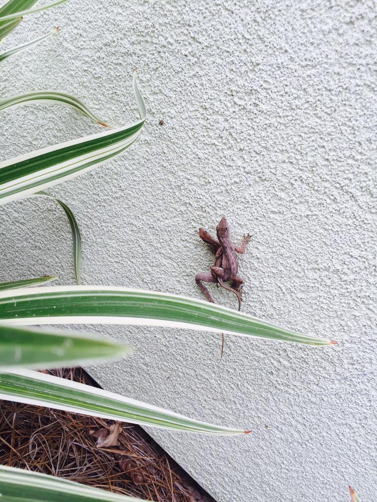 madssutter's tweet image. #geckosvacationtoo