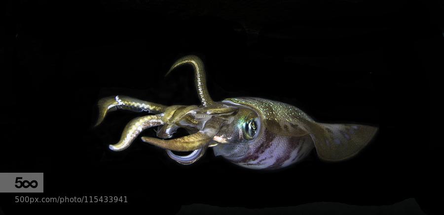 Подводный мир : Common ReefSquid by HattanAlSine