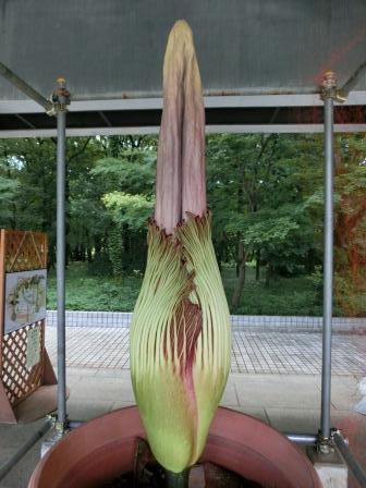 世界最大にして超臭い花 ショクダイオオコンニャク 成長記 ついに開花 見てきた 嗅いできた Togetter 世界最大にして超臭い花 ショクダイオオコンニャク 成長記 ついに開花 見てきた 嗅いできた Togetter