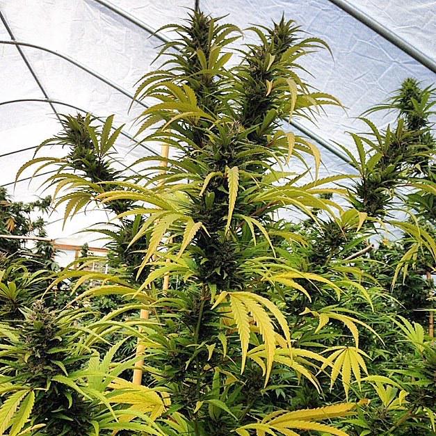 yetifarms's tweet photo. http://t.co/KMTlCAeX8U http://t.co/AIq0pXXCGa