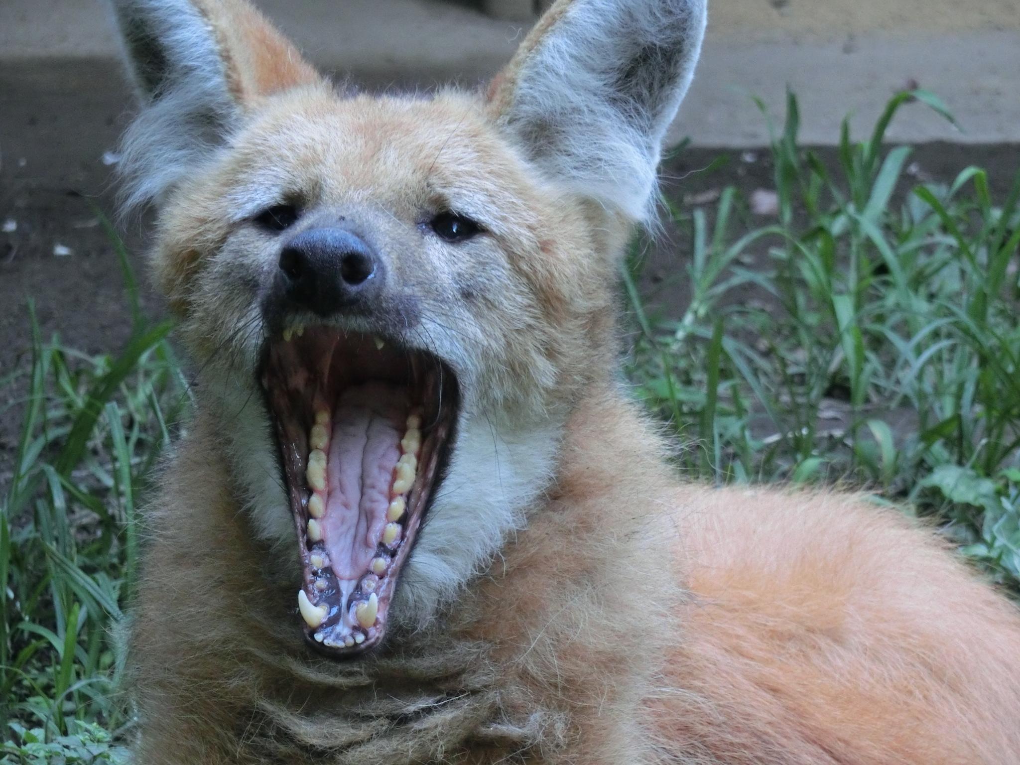 توییتر 上野動物園 公式 در توییتر おはようございます 本日は開園日ですo O 本日7月日は 月面着陸の日 1969年に初めて人類は月に降り立ったわけですが 宇宙関係で有名な動物といえばライカ犬ですね 写真は上野動物園のイヌ科 タテガミオオカミ