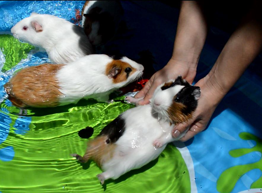 ペットも動物園でもパシャパシャ 水浴びする動物たちの画像まとめ Togetter