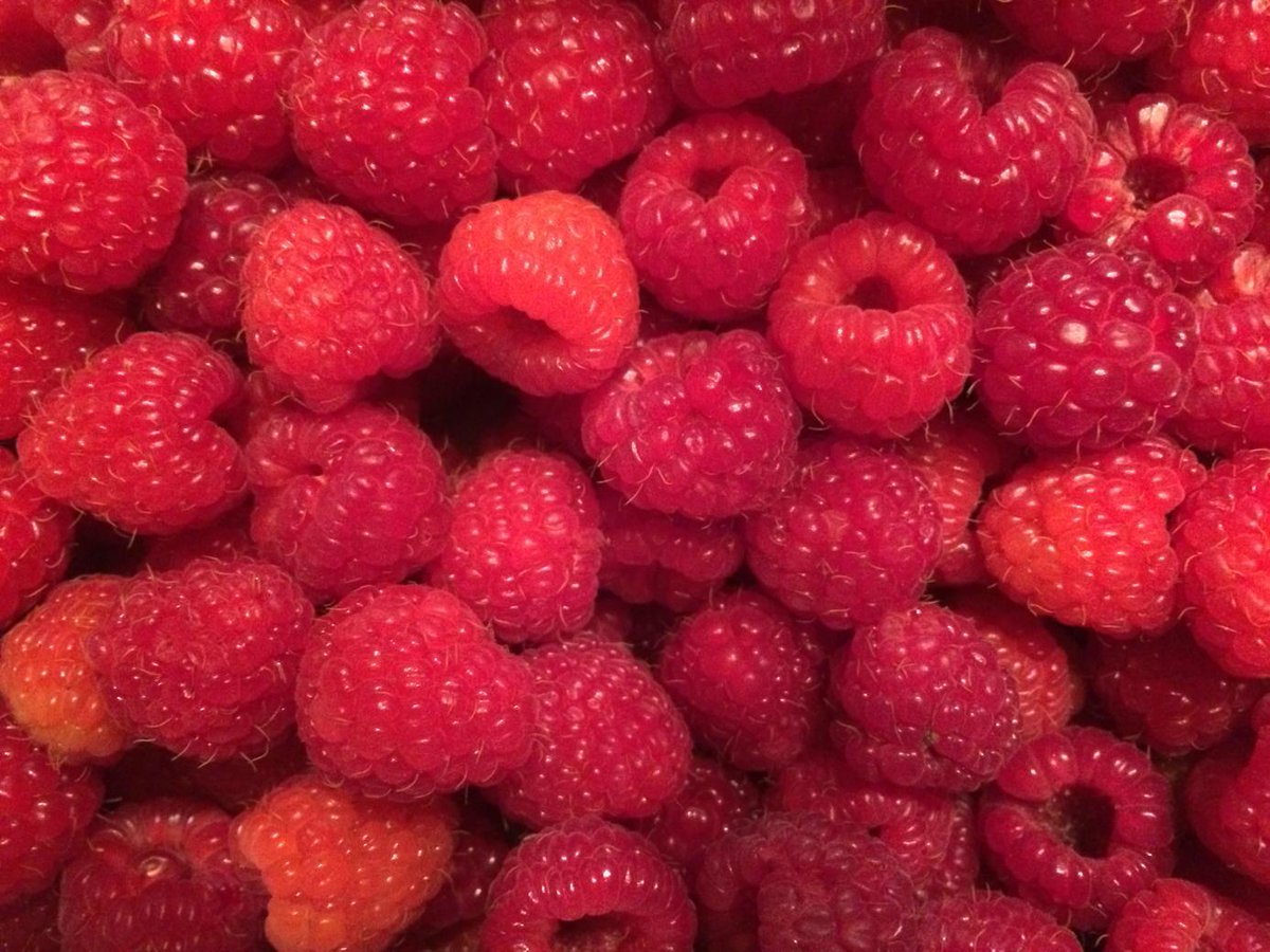 FionaWilliams3's tweet image. Another delightfully delicious day! Thanks @mcleanberryfarm - they were worth the wait! #raspberrypicking