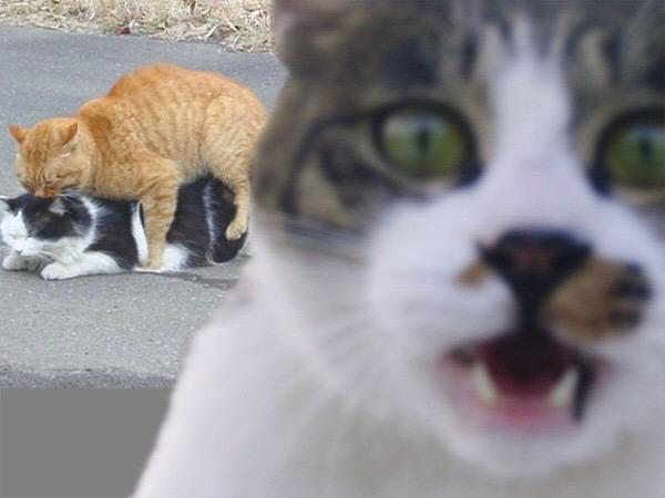 Kitty_Gram's tweet photo. 😂😂😂😂 http://t.co/L1TYnUkRaG