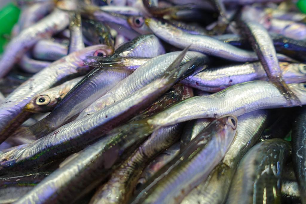 tm99fish's tweet image. ベイトがうまそう🎵