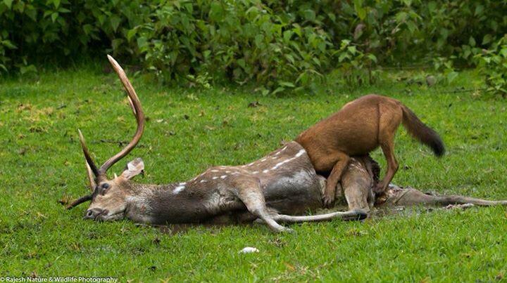 Aboriginal_CO's tweet photo. Dhole feeding time! :) #BARF #preymodel http://t.co/qqMiOT2Bk9