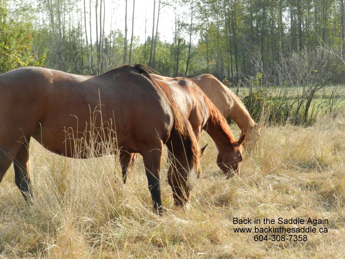 bitsatrailrides's tweet image. LOOK! The horses are lined up waiting for you! Don't miss these gorgeous summer days! 604-308-7358