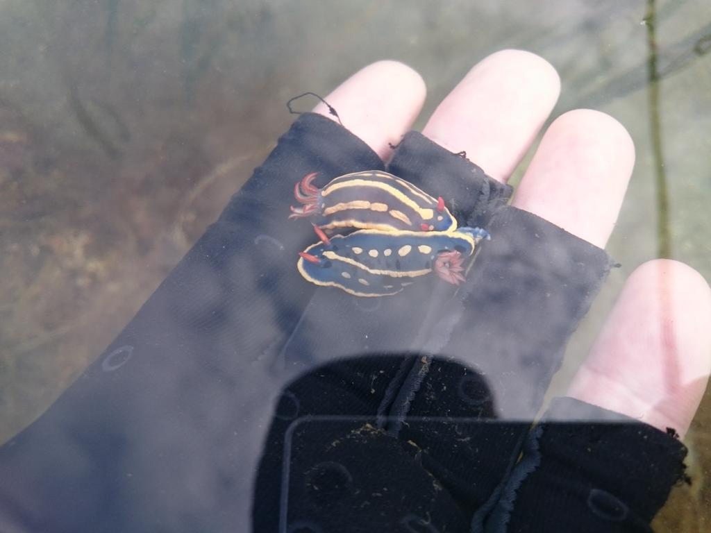 光合成する珍しい生物 テングモウミウシ 別名 葉っぱのヒツジ あまりに可愛過ぎて話題に Togetter