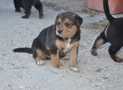 4pattessanstoit's tweet photo. Notre belle Lilune (2 mois) est toujours à l'adoption #adoptezmoi #chiot #causeanimale #SPA #30millionsdamis #animaux http://t.co/0MAch3XSvB