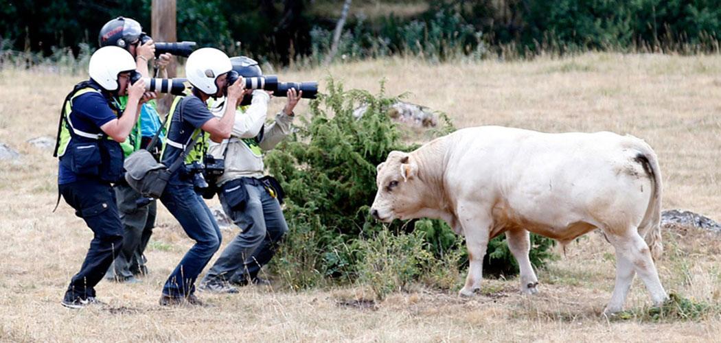 TelegraphPics's tweet photo. Pics of the day: One disinterested cow watches photographers at Tour de France (EPA) http://t.co/otGqcH5vwX http://t.co/XJv2B9ZN4d