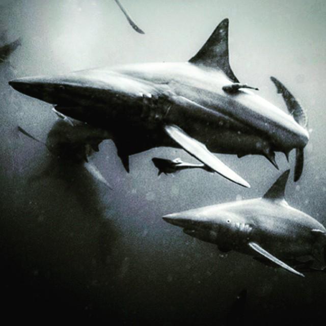 40-50 black tips off Africa, is where I go to in my mind to get in the moment. You'd think the opposite but there's…