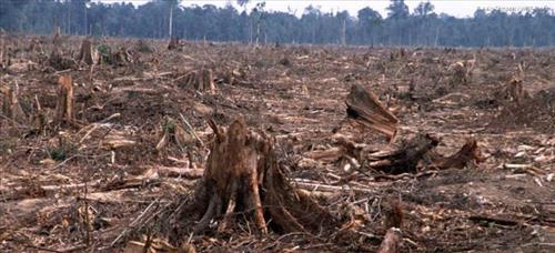 ComparteElAuto's tweet photo. 10 datos sobre la deforestación de bosques y selvas LEE EN: http://t.co/Kq2uXou0MP ¿Harás algo? #MedioAmbiente http://t.co/9Uxndh0BFX