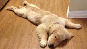 repubblica's tweet image. Tempo di siesta: i cani alle prese con il caldo larep.it/1Lmbc3n