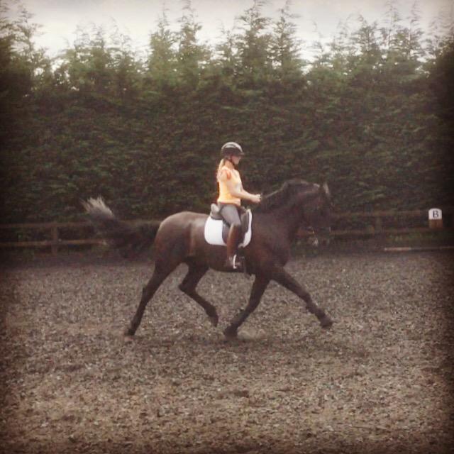 AliceHurley_D's tweet photo. Desy #testriding #extendedtrot #PRE #premierPRE http://t.co/XWeyLKGNIy