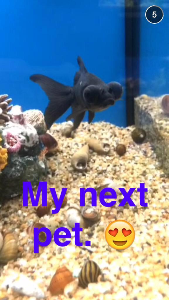 crystalmiranda_'s tweet photo. On the real tho I'm actually really sad about my fish. #RIPCro$by http://t.co/SE9eVvdtwk