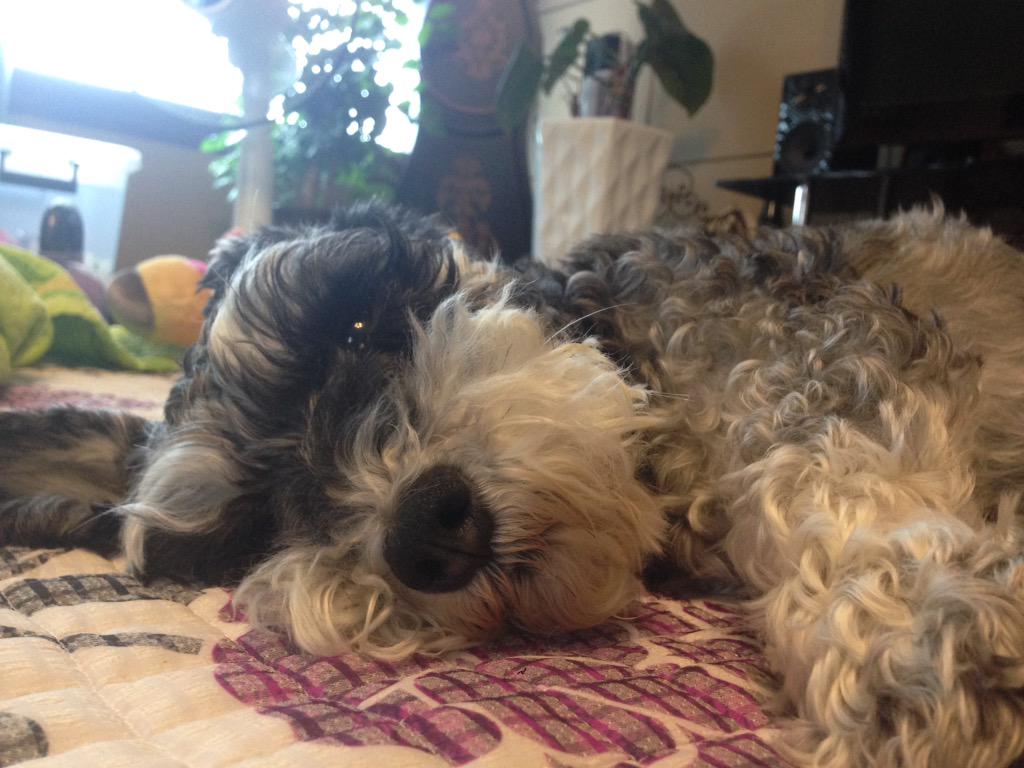 zooyeon's tweet image. RT) 귀엽다! 완전 내 마음!! 우리 루니도 대프리카에서 더위와 맞서싸우고 있지ㅠ