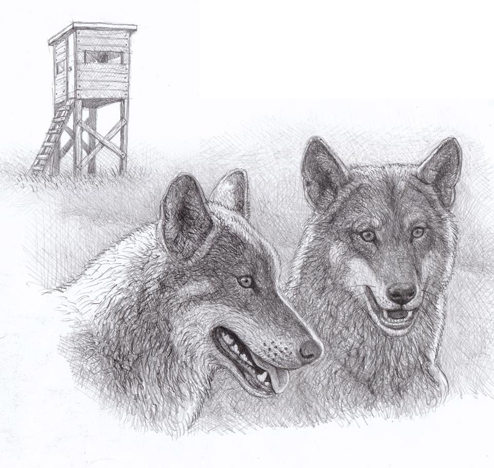 Lobo_Marley's tweet image. Es inconcebible que el lobo ibérico no esté aún protegido en pleno S XXI. #LoboProtegidoYA #LoboVivo Buenos días!.