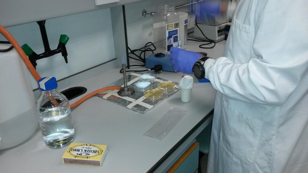 WarwickIGEM15's tweet photo. Plating the million billionth set of E. coli plates #menialtasks http://t.co/eFW39oFaxB