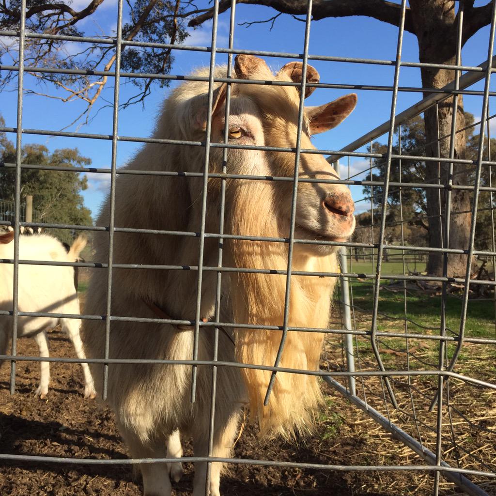 ReneRedzepiNoma's tweet photo. When your goat looks like a barista http://t.co/ybWCavZhDW