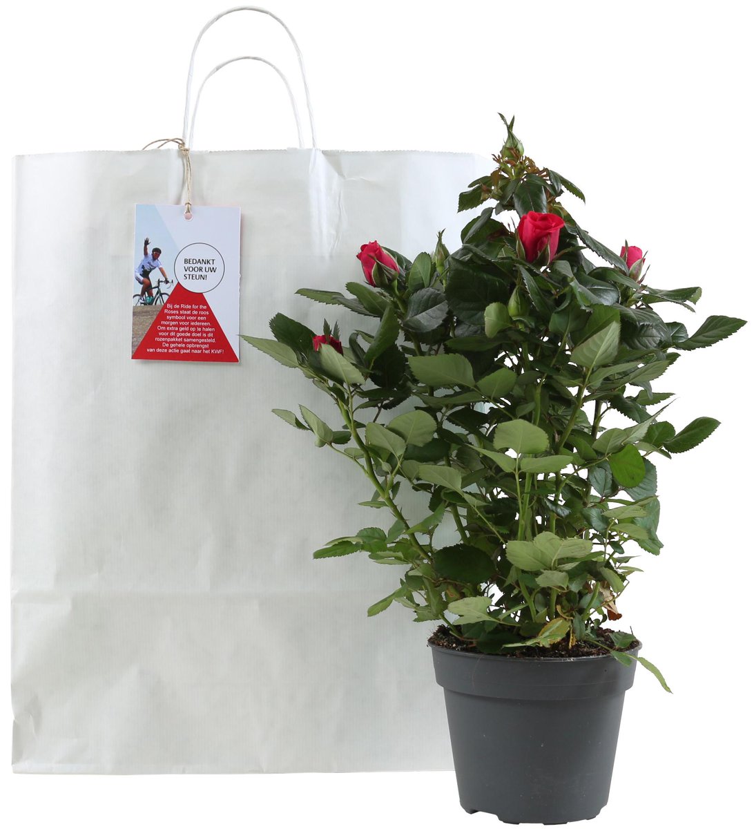 Noviflora Holland BV tweet media