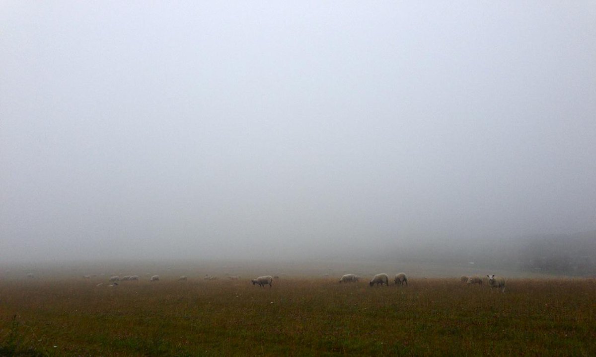 Land_of_Chalk's tweet photo. Sometimes bleak is best ... #mistywalk #escape #countryside #sheepforcompany #EnglandinJuly http://t.co/p9ZG5hUN0t