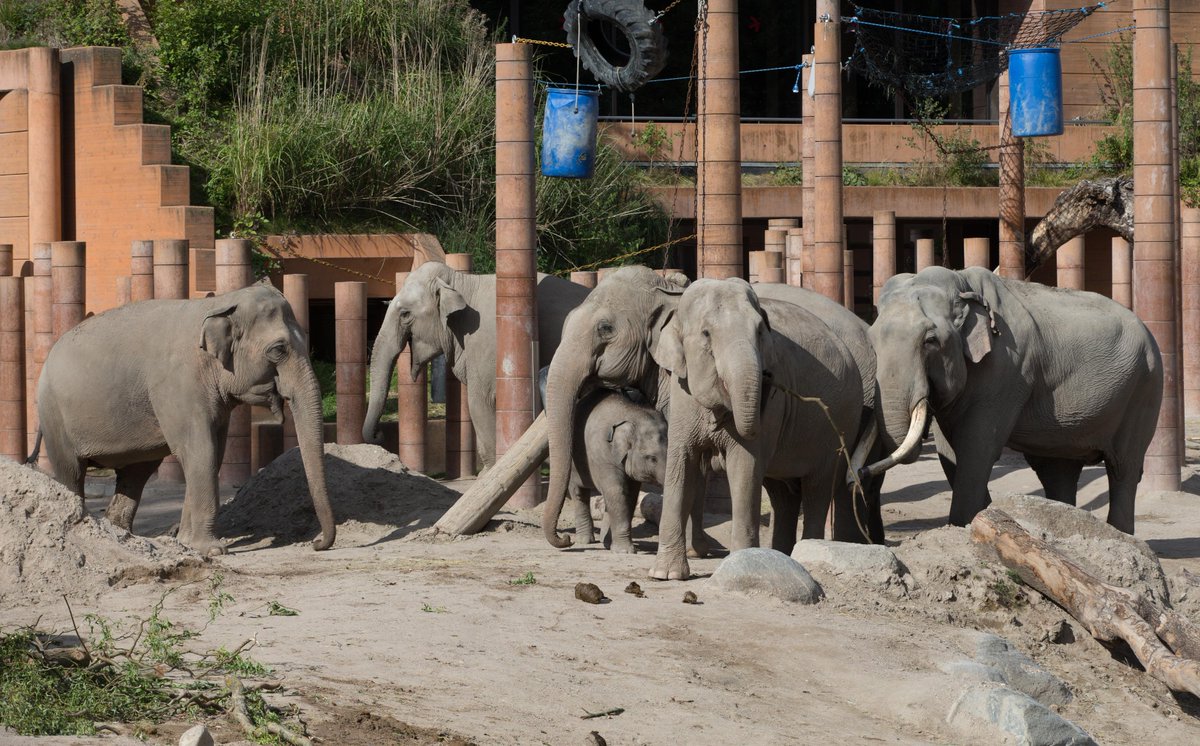 knoglebrud Svin Sag تويتر \ Copenhagen ZOO على تويتر: "Store ændringer er på vej i #cphzoos  elefantflok: en fødsel er nær og 3 elefanter flytter ud:  http://t.co/54j1Wnd4Bf http://t.co/x9evTDe57z"