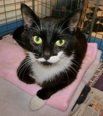 CeliaHammond's tweet photo. This friendly young mother and her blind 8 week old son are seeking an indoor home together http://t.co/NPNOCHagnE http://t.co/fwNiwty2Zg