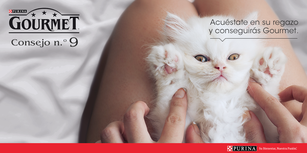 purina_es's tweet photo. ¡Haz RT si tu gato maúlla y ronronea cuando quiere conseguir algo! #MiGatoGourmet http://t.co/WHVK0ppkgH