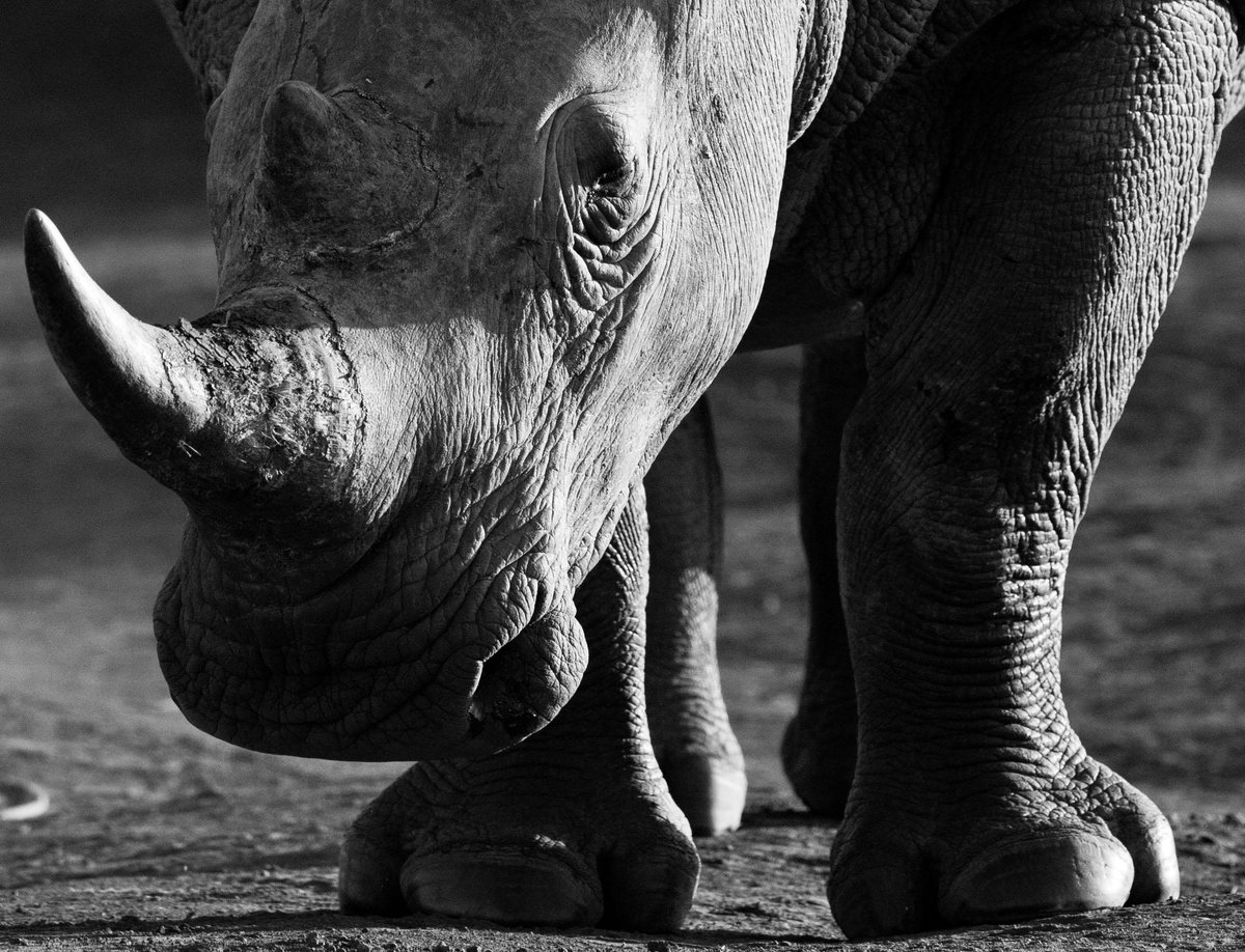 David_Yarrow's tweet photo. Little makes me happier than to see these amazing animals free of danger #stopkillingourrhinos http://t.co/K4owH2h1k7 http://t.co/oSkjy5tiBq