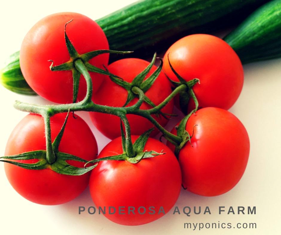 MyPonics's tweet image. We will be growing GMO free, all organic #aquaponic produce in Spencer, Indiana .... Thank you for your support!