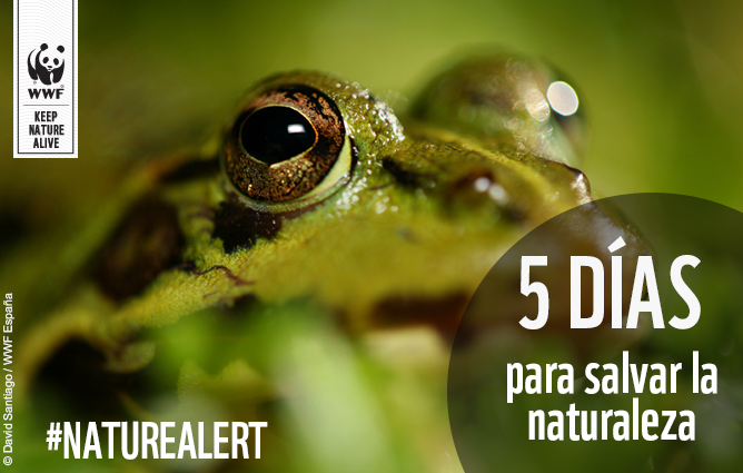 WWFespana tweet picture