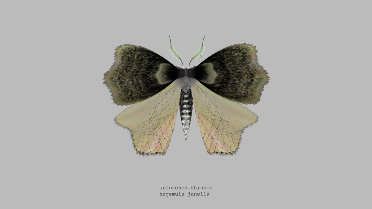 moth generator tweet media