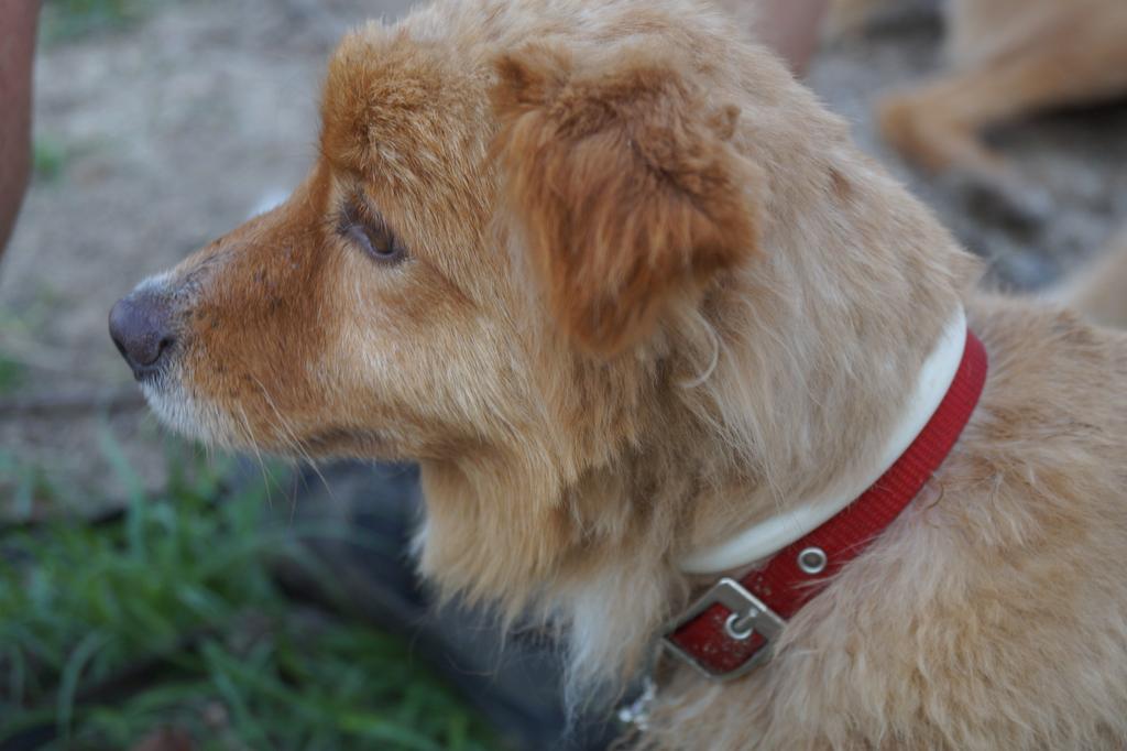 elhocicoorg's tweet photo. Tamaño pequeño,  tranquilo y cariñoso.  Blizter necesita una familia que no lo vuelva a abandonar.  #Adopcion http://t.co/j0gg0cRUCY