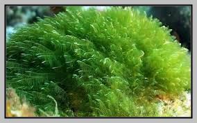 RodCodher's tweet image. Beneficios de la espirulina thehomelychef.com/beneficios-de-…